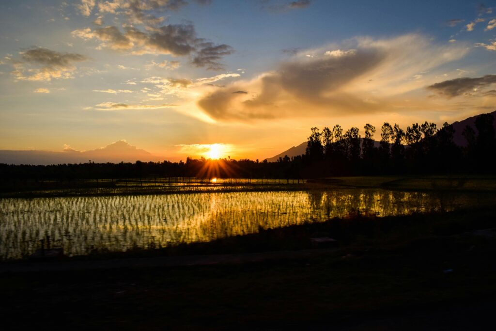 A stunning sunset over rice fields with reflections, silhouetted trees, and mountains in Kashmir.